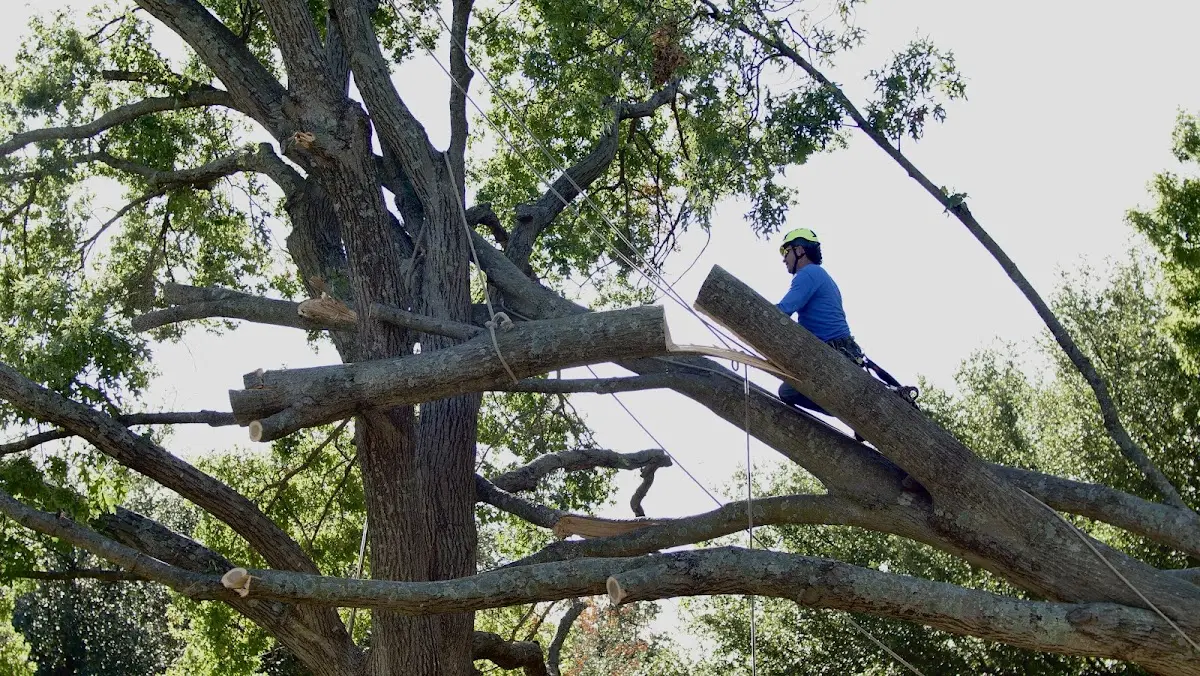 Professional Crown Thinning performed by certified arborists in Port Lavaca